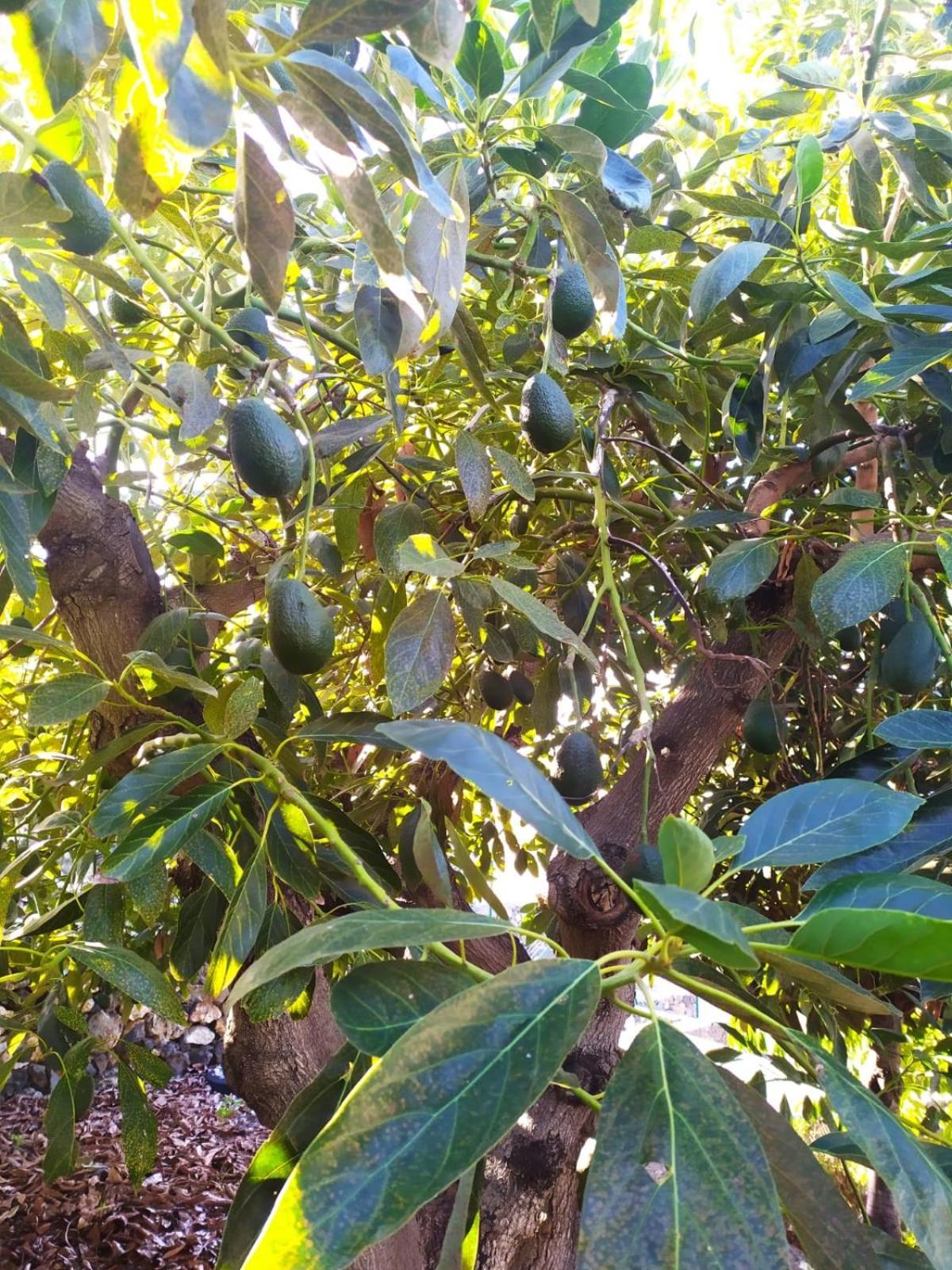 Вілла Rural Jardines La Quinta Ель-Пасо Екстер'єр фото